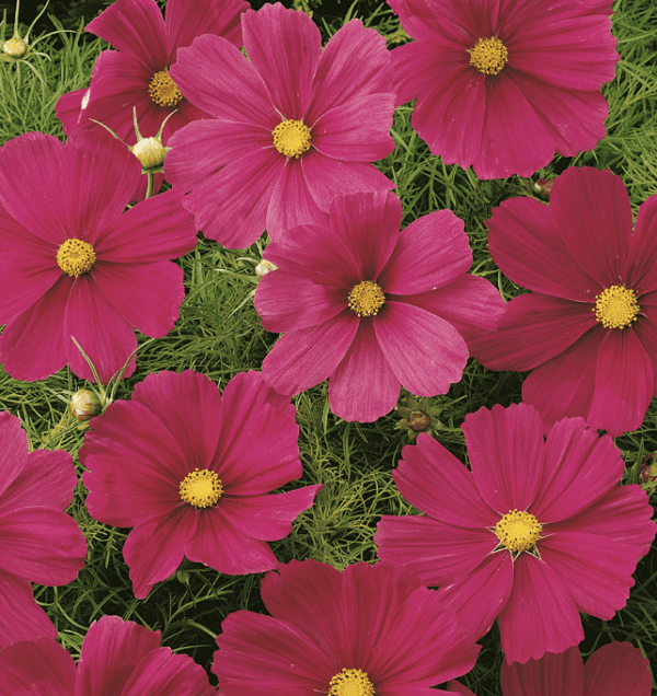 Cosmos - Sonata Carmine (3.25" pot)